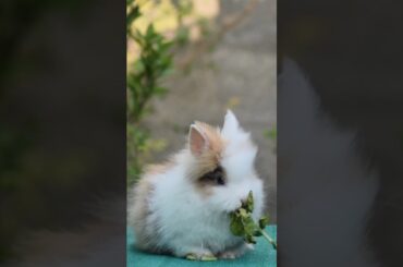 cute rabbit#rabbit#shorts.