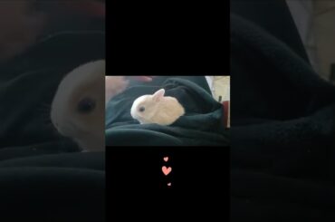 #pets #pet #animals #animal #funnyvideos #funny #cuteanimals #baby #bunny #bunnies #cute #shorts