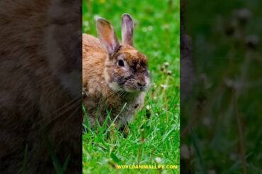 The Adorable and Fascinating World of Rabbits  | Cute Rabbit  #shorts #youtubeshorts