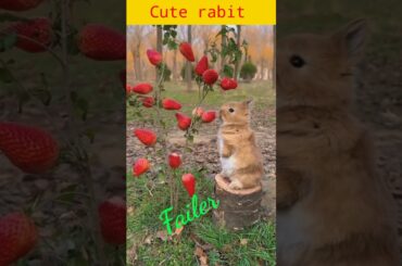 Cute rabbit