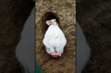 Cute rabbit making home #shorts #viral #ytshorts #trending #animals #rabbit #rabbitlifestyle #pets