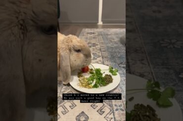 Cute rabbit eats his favourite meal after his first flight