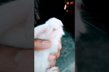 Cute Baby Rabbit #shorts #youtubeshorts #subscribe #subscribe #youtuber #love