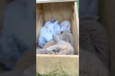 cute baby rabbit#cutebaby#shorts#video