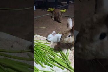 Cute rabbit face, cute rabbit, #rabbit #short 2