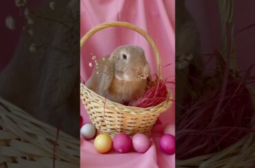 Cute Bunny Video #shorts #viral #youtube #youtubeviral #youtubeshorts #bunny
