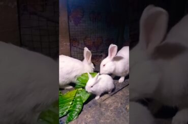 Cute Baby Rabbits Playing,Feeding Activities | Bunny Rabbit(Baby Rabbits)#RunnyRabbits #Babyrabbits