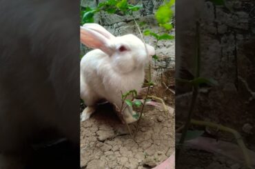 cute baby rabbit | #shorts #viral #youtubeshorts #shortsfeed #rabbit #cuterabbit