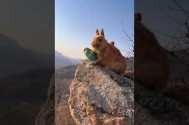 parrot & rabbit #cute #rabbit #parrot