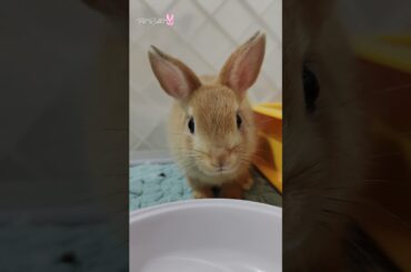 Super Cute Baby Bunny Rabbit #shorts #babybunny #babyrabbit
