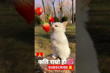 SOO CUTE RABBIT #youtubeshorts #goviral