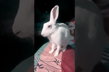 Cute Baby Rabbit Playing #shorts #short #rabbit #bunny #animals #viralvideo #pets #rabbiteating