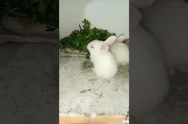 Cute Baby Rabbit Eating #short #shorts #rabbit #bunny #viralvideo #viral #pets #pet #wildminizoo