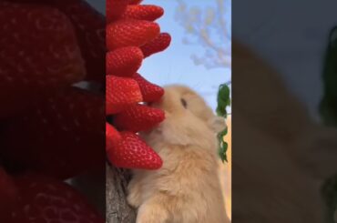 Cute bunny eating. A beautiful moment.  #1404 #shorts