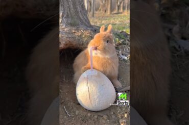 cute rabbit #rabbit #shorts #youtubeshorts #youtube #ytshorts #shorts @tmshorts2 #tmshorts