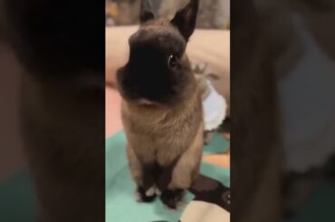 The Cutest Baby Bunny Rabbit Growing || Cute rabbit baby #funniest #shorts