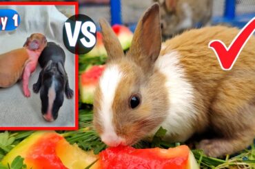 Cute Baby Rabbits Growing Up [ Day 1 - 16 ] Rabbit growth