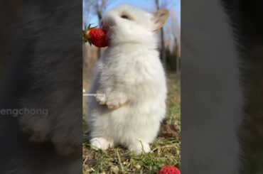 #cute #rabbit A beautiful moment : viral video