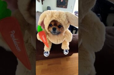 OMG BABY BUNNY #best #tiktok #bunny #pomeranian #shorts #short #fyp #trending