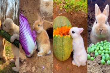Cute Rabbit Baby  Eating _ cute rabbit video_ funny rabbit