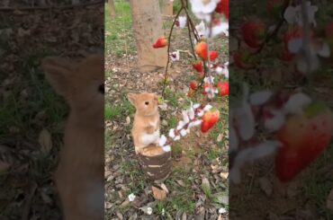 Cute #rabbit #shots  #cuterabbit
