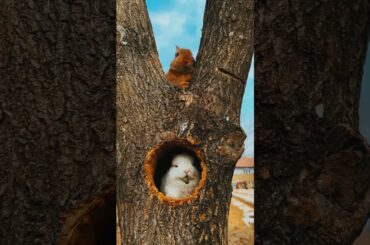 Funny Rabbits Video #short #shorts #rabbit #bunny #animal #viralvideo#cute #baby