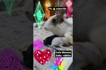 #cutebaby rabbit#funny #animallover #dog #viral #ytshorts