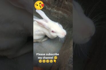 cute rabbit playing | rabbit eating food | #shorts #viral #viralshorts #rabbit #youtubeshorts #cute