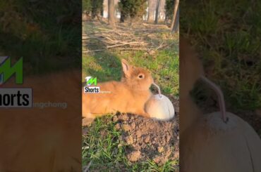 cute rabbit #rabbit #shorts #youtubeshorts #youtube #ytshorts #shorts @tmshorts2 #tmshorts