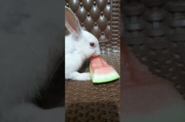 Cute Rabbit Eating water melon #bunnies #backyard #backyardfarming #pets #