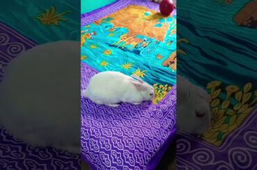 sooo cute #rabbit #viral #video #fullmooncreative