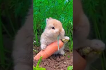 cute rabbit A beautiful moments #rabbit #shorts
