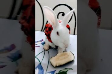 #chubby #bunny #cute #rabbit #baby #bunny #shorts #funny #entertainment #petsvideo