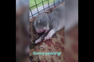 bunny yawning sleeping #cuterabbit #ytshorts #youtubeshorts #cutebaby