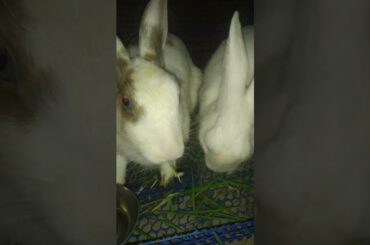 cute rabbit