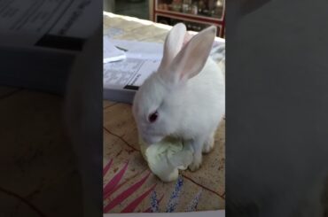 cute baby rabbit/@cutebunnies193