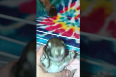 Scared Baby bunny screaming !