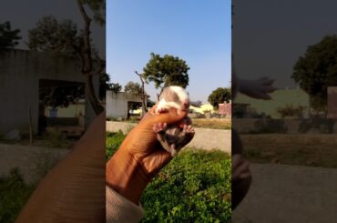 Lost Baby Bunny | #pets #shorts #trending #birdsounds #bunny #screaming #birdiesfamilyshorts
