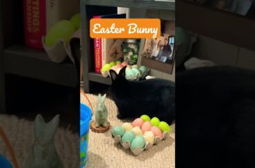 Easter Bunny #cutebunny #bunny #bunnyrabbit #cute #petrabbit #rabbit #cutepet