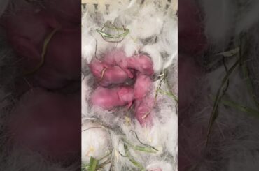 Cute baby rabbit #amazingjungle #viral #ytshorts #shorts #rabbit #baby #cute