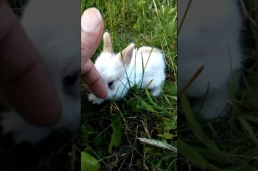 SO ADORABLE CUTE BABY BUNNY