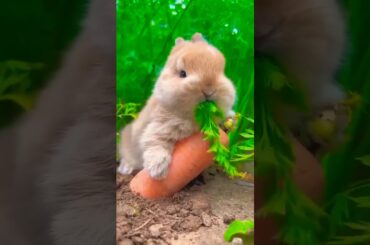 The Cutest Baby Bunny Rabbit Compilation||cute baby funniest pankajravishorts||funniest#shorts