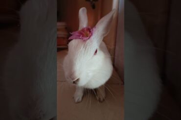 Modeling of Chiku #bunnyrabbit #pet #bunny #petrabbit #pets #cute #rabbit #animal #cutebunny #song