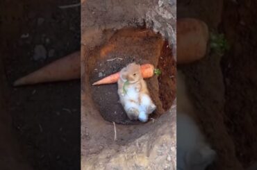 Cute bunny guaranteed to make you smile today!