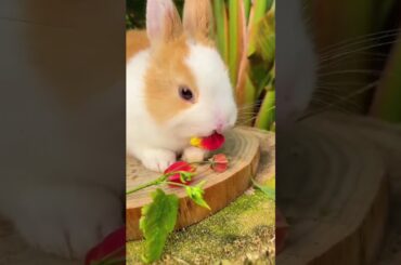 "Fluffy Bunny Adventures: A PlayfulJourney with a Cute Rabbit #shorts