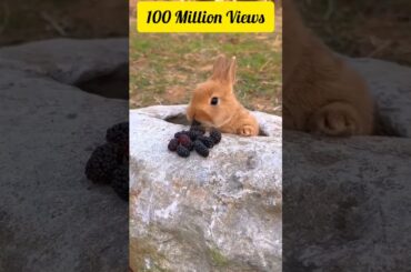100 million views - Cute rabbit  #shorts #rabbit #shortvideo