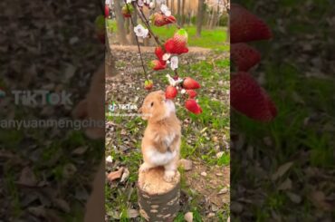 #cute #rabbit #trending