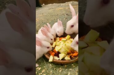 Cute bunnies eating #shorts #viral #ytshorts