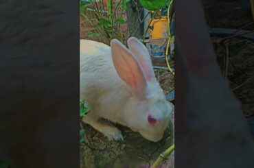 cute rabbit playing  #shorts #viral #viralshorts #youtubeshorts #shortsfeed #rabbit #short #viral