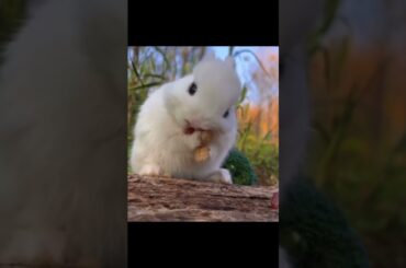 cute baby bunny rabbit